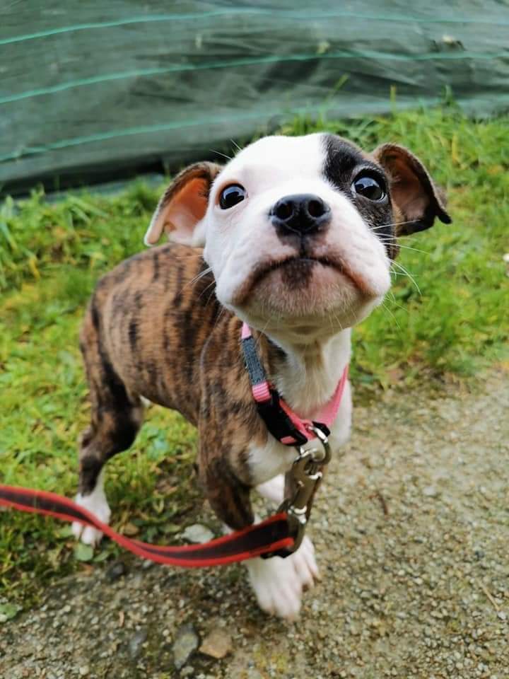 Box chiot - débutant