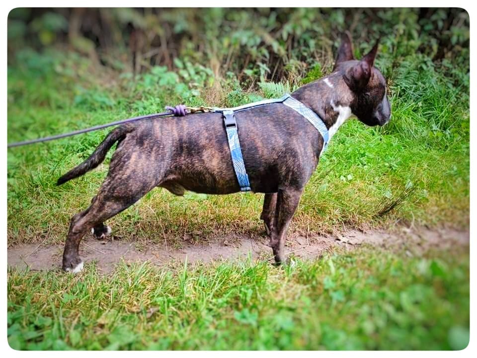 Harnais  réglables pour chiens